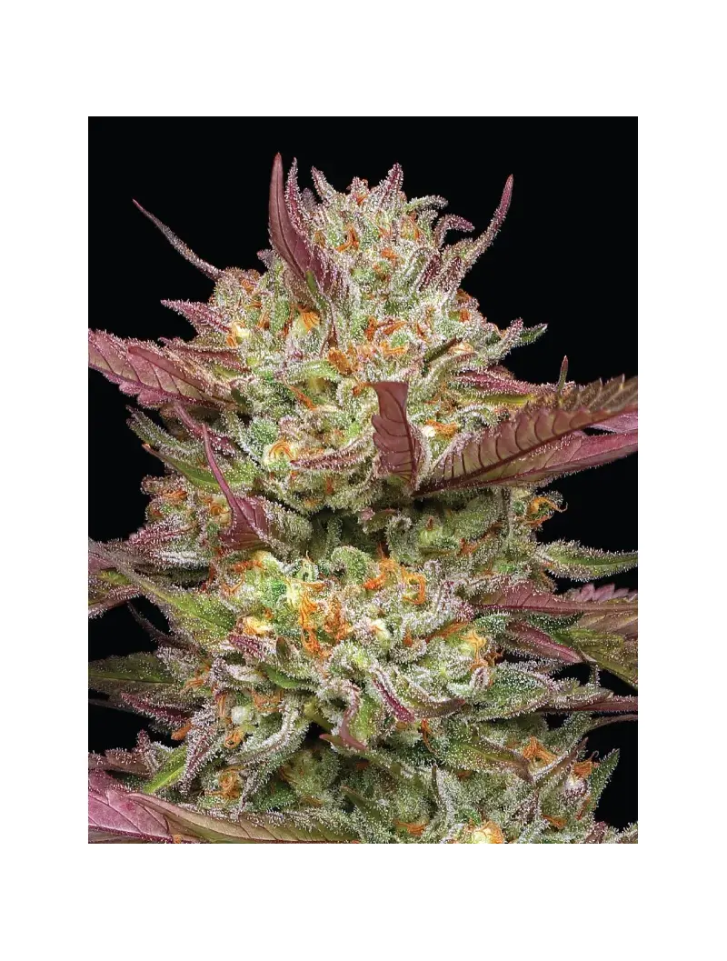 Blueberry Pancakes, Фасовка: 3, изображение 2